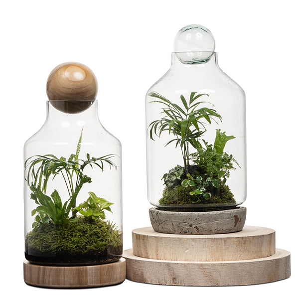 San Jose Wooden Terrarium