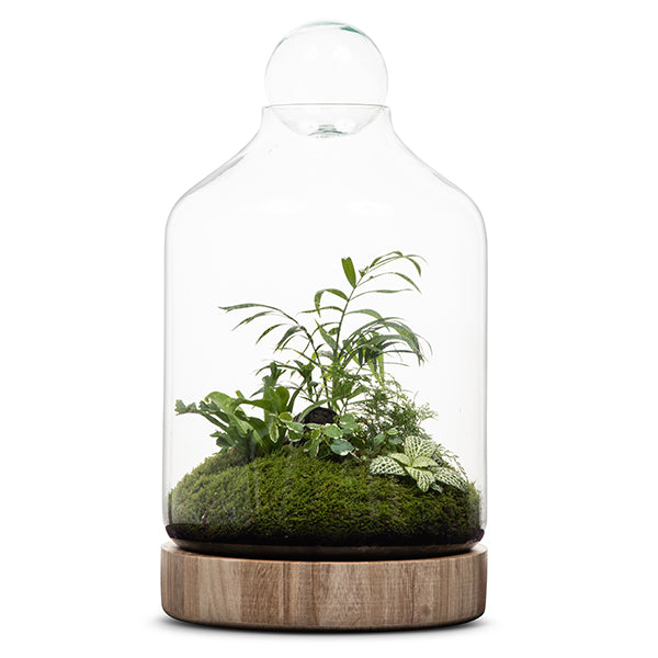 San Jose Wooden Terrarium