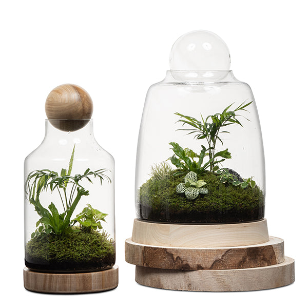 San Jose Wooden Terrarium