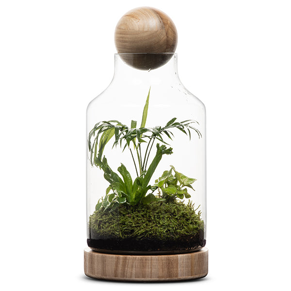 San Jose Wooden Terrarium