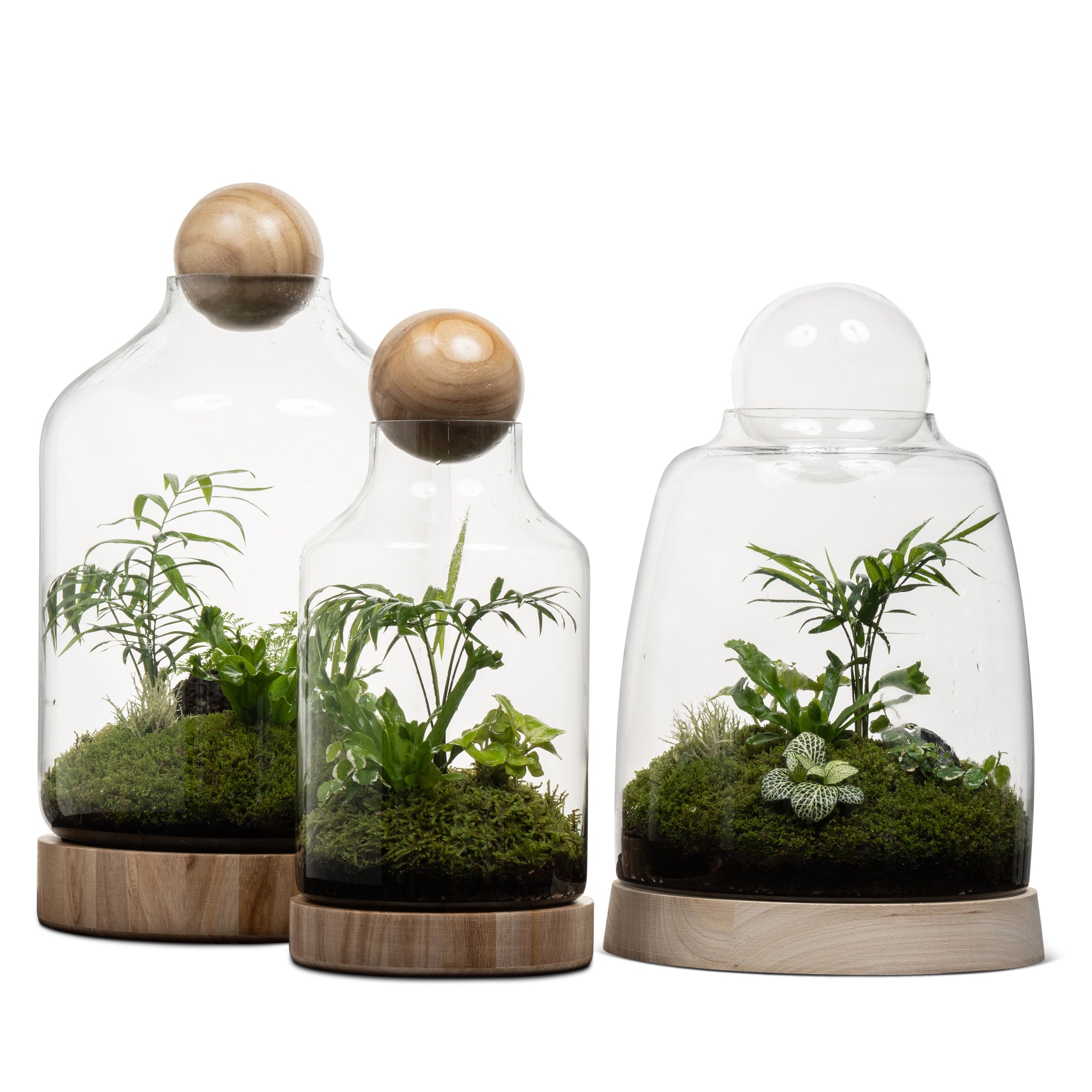 San Jose Wooden Terrarium