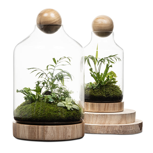 San Jose Wooden Terrarium