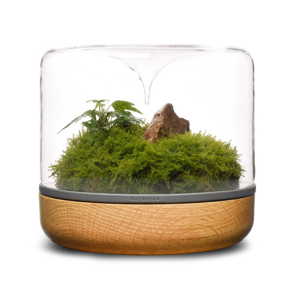 Sanctuary M Rainforest Terrarium - Oak
