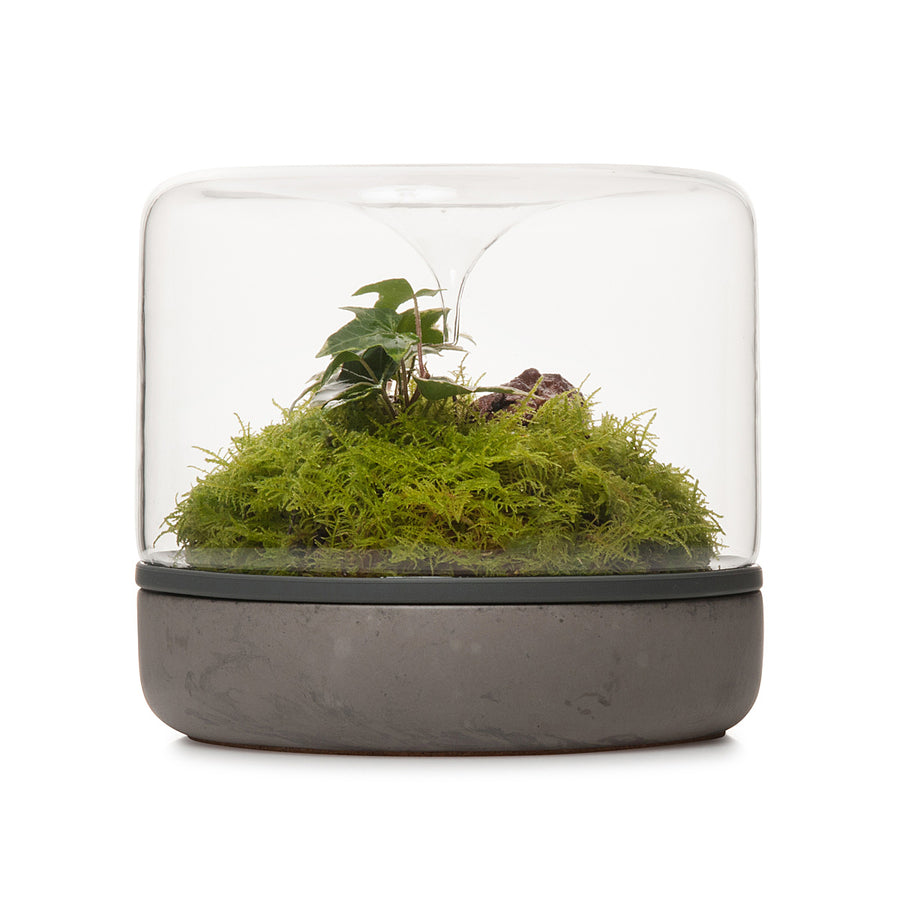 Sanctuary M Rainforest Terrarium - Concrete
