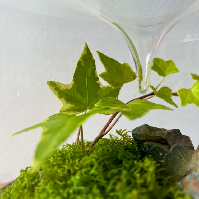 Sanctuary M Rainforest Terrarium - Cork