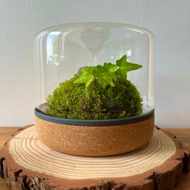 Sanctuary M Rainforest Terrarium - Cork