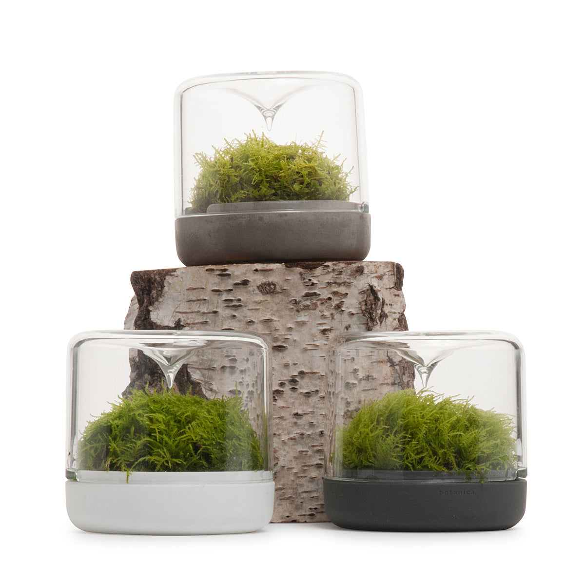Sanctuary S Rainforest Terrarium - White