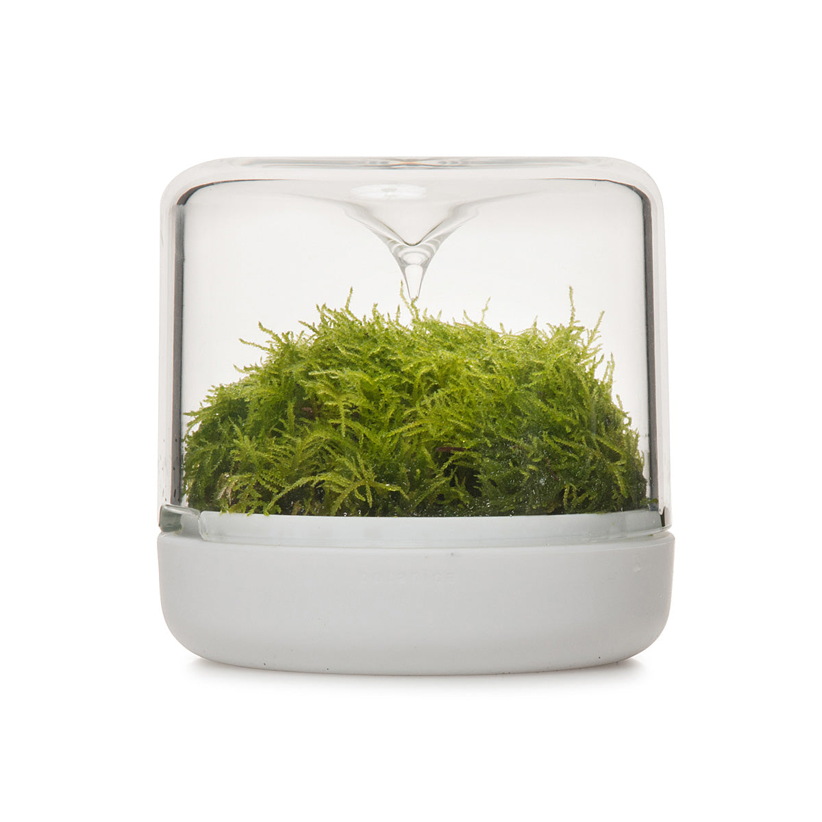 Sanctuary S Rainforest Terrarium - White