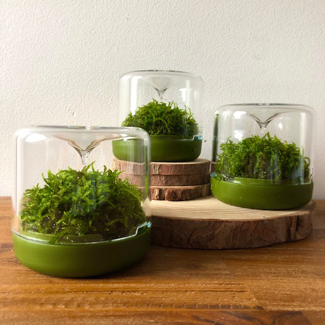 Sanctuary S Rainforest Terrarium - Moss