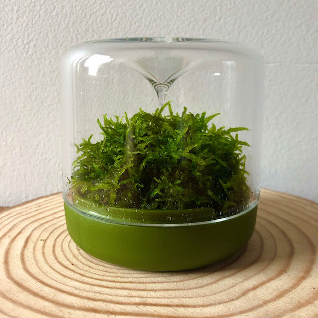 Sanctuary S Rainforest Terrarium - Moss