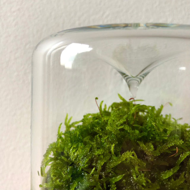 Sanctuary S Rainforest Terrarium - Moss