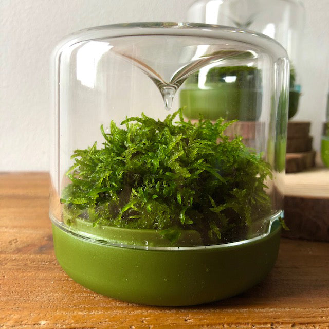 Sanctuary S Rainforest Terrarium - Moss