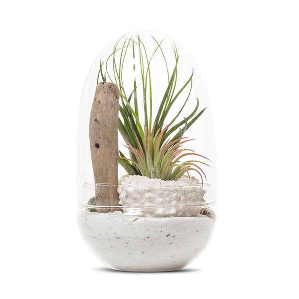 Seascape Egg Terrarium