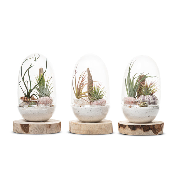 Seascape Egg Terrarium