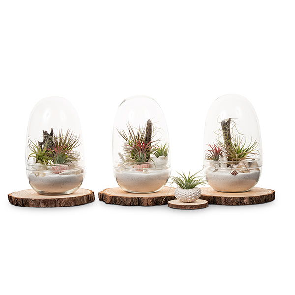 Seascape Egg Terrarium