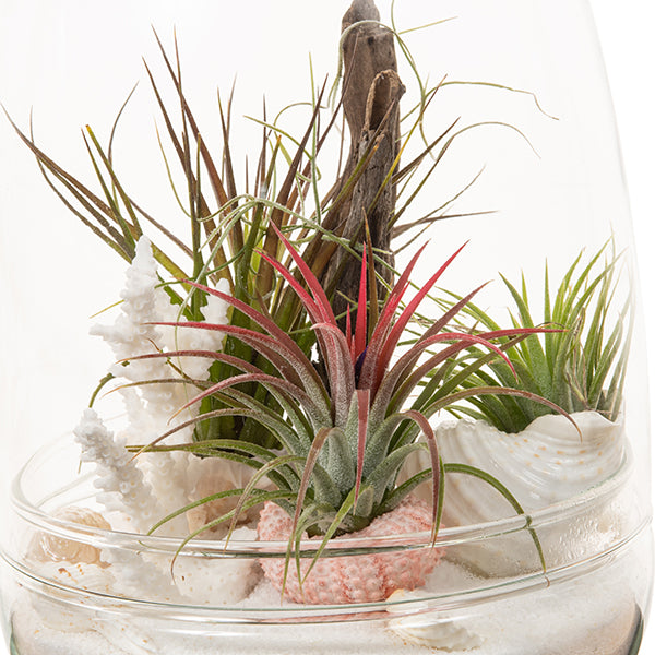 Seascape Egg Terrarium