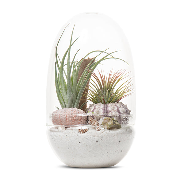 Seascape Egg Terrarium