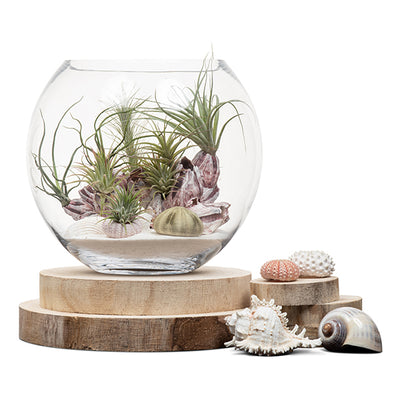 Seascape Fishbowl Terrarium