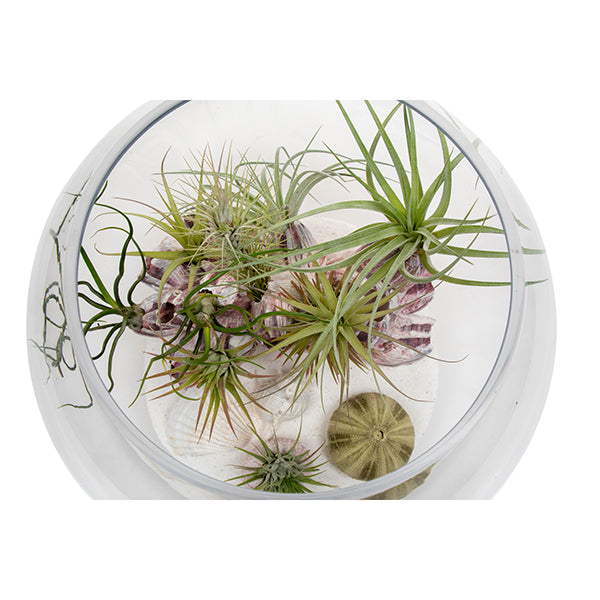 Seascape Fishbowl Terrarium