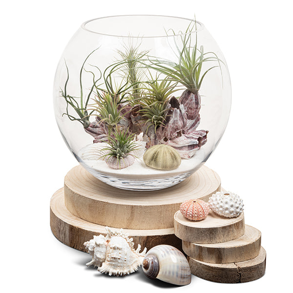 Seascape Fishbowl Terrarium