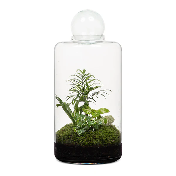 Small Capsule Terrarium