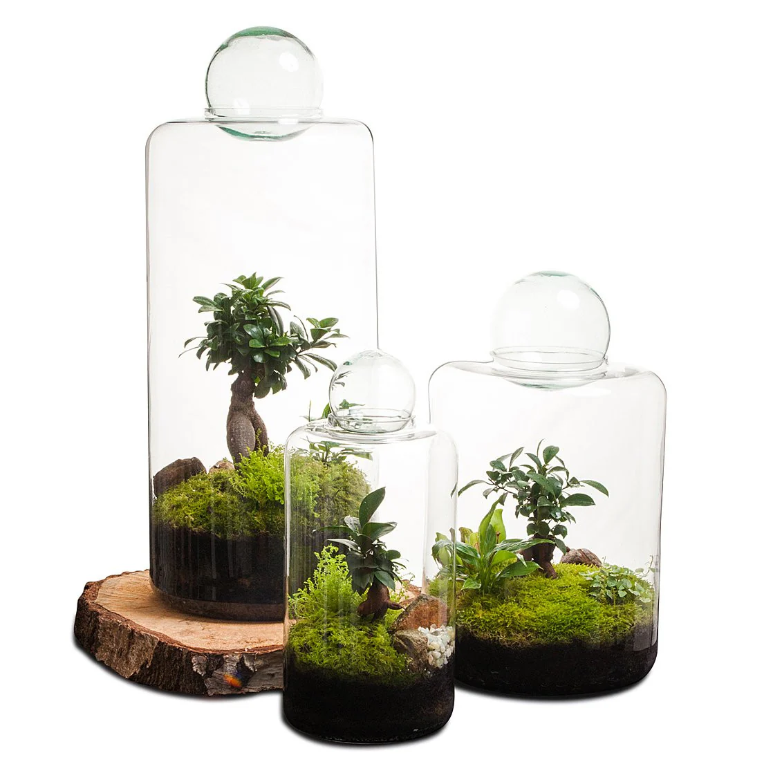 Small Capsule Terrarium