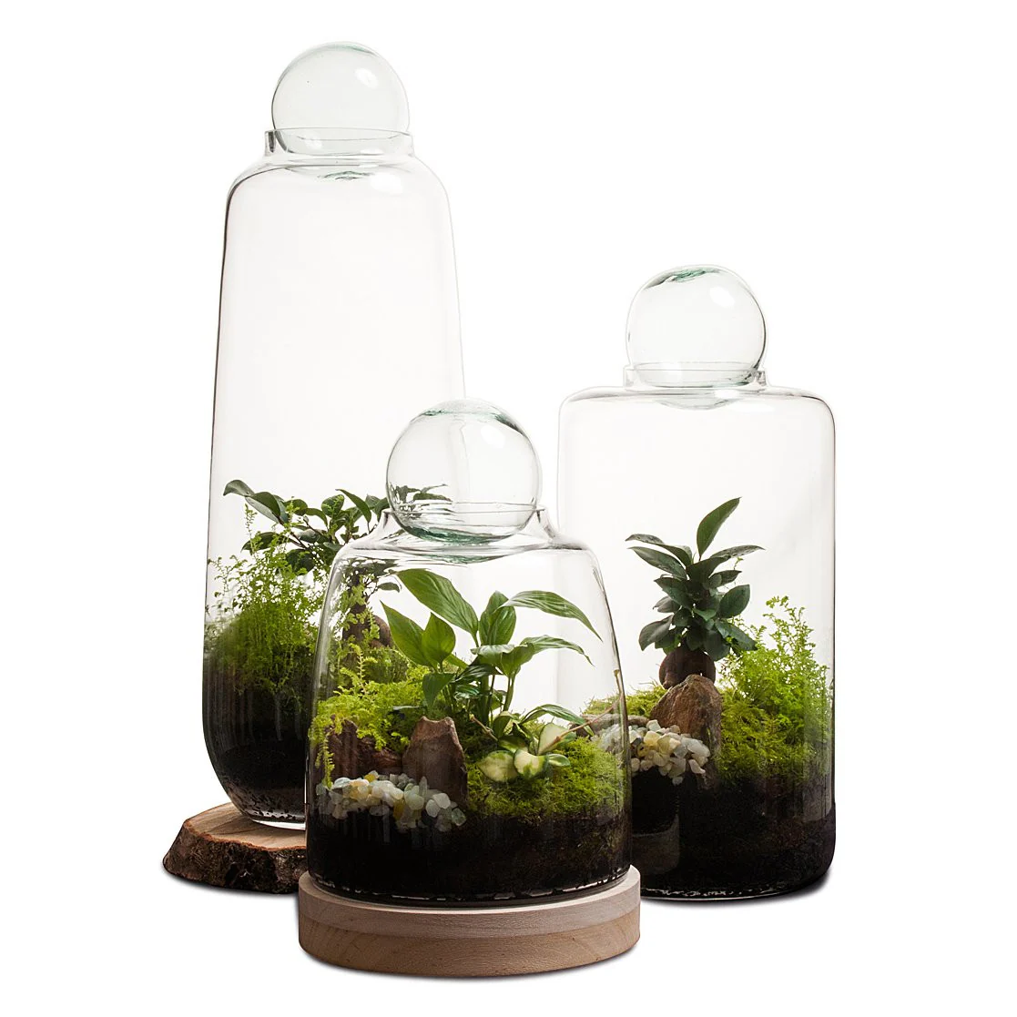 Small Capsule Terrarium