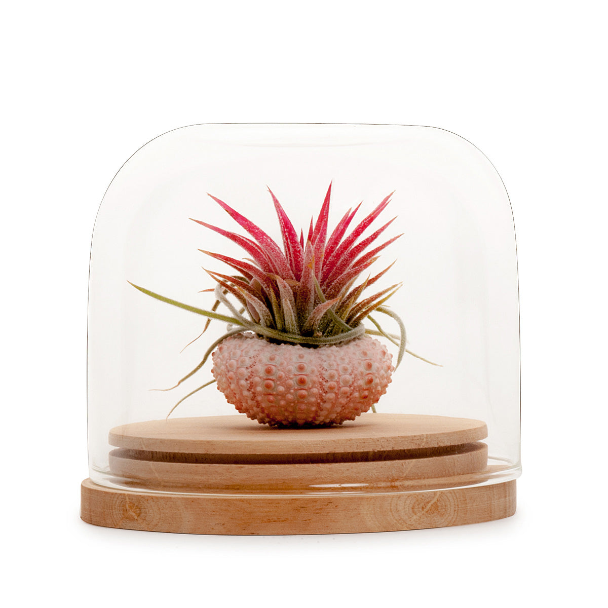 Tillandsia Dome Terrarium