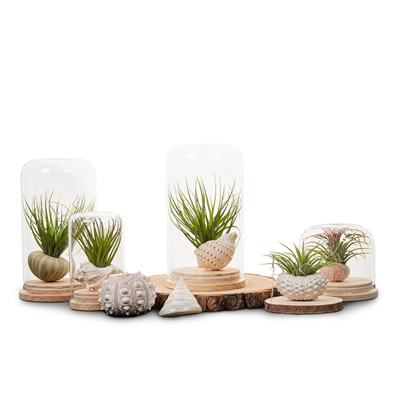 Tillandsia Dome Terrarium