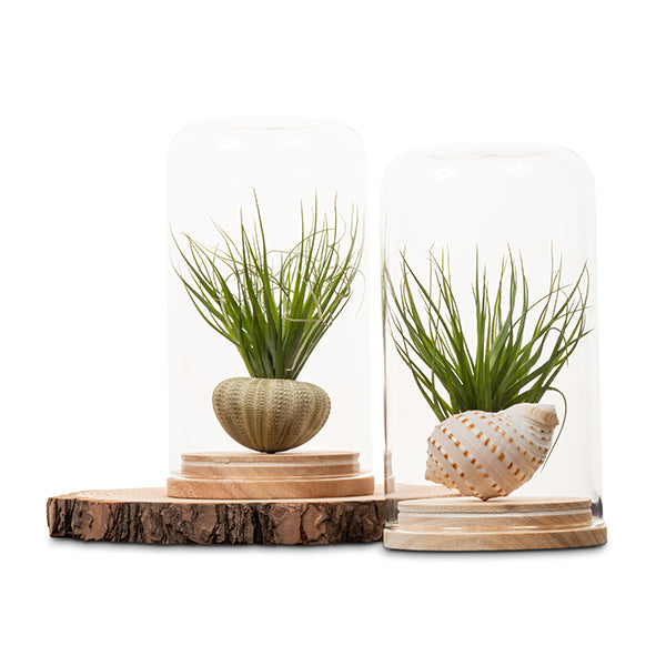 Tillandsia Dome Terrarium