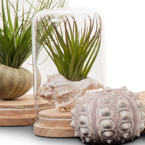 Tillandsia Dome Terrarium