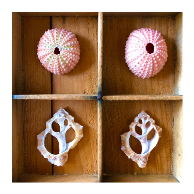 Vintage Seascape Print Trays